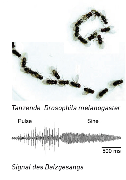 Ursula Damm: Drosophila during Chaining (2019) Photo: Toshihiro Kitamoto (top), Birgit Brüggemeier (bottom).