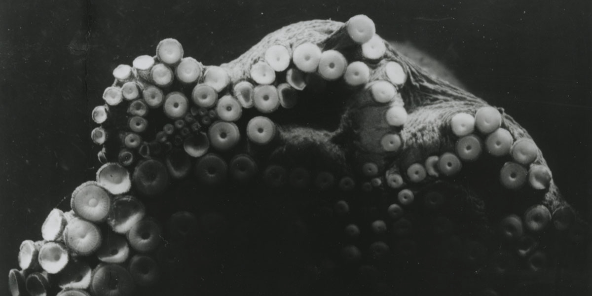 Filmstill of The Octopus by Jean Painlevé (1928).