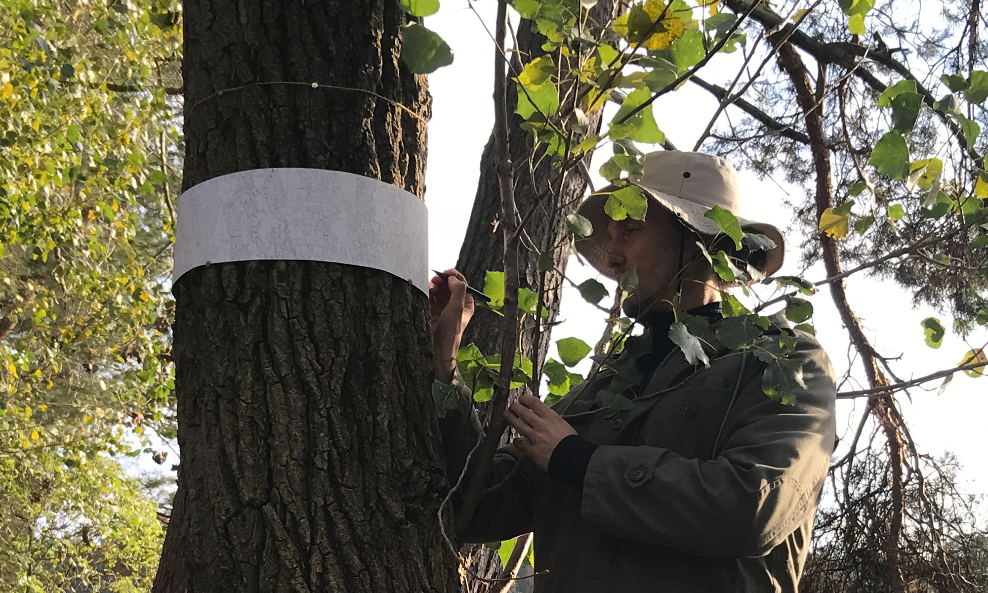 Oliver Thie umrindet (encircles) a poplar tree, Spree Forest (2023). 